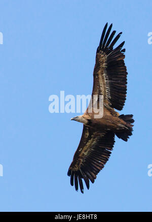 Grifone Gyps fulvus soaring al di sopra di un high mountain pass in Picos de Europa nel nord della Spagna Foto Stock