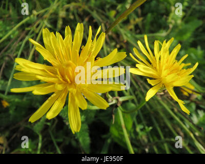 Il Crepis biennis, comunemente noto come barba di risveglio ruvida, è una pianta in fiore originaria dell'Europa. La fotografia del 9 ottobre 2013 evidenzia i caratteristici fiori gialli e le foglie frastagliate della pianta, riflettendo le sue caratteristiche botaniche. Foto Stock