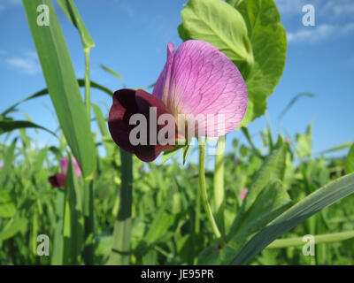 Questa immagine cattura il campo di Erbsenfeld a Reilingen, scattata il 19 ottobre 2013. Rappresenta probabilmente una scena agricola rurale in Germania, che mostra pratiche agricole o caratteristiche paesaggistiche associate all'agricoltura locale. Foto Stock