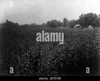Questa fotografia di Carleton Watkins, intitolata "Egyptian Cornfield", è stata scattata nella contea di Kern, California. Mostra un fiorente campo di mais, con il paesaggio agricolo che riflette lo sviluppo delle pratiche agricole nel XIX secolo. Foto Stock