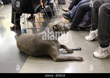 La riunione del Municipio del budget 2013 cattura il momento in cui la comunità discute il budget annuale. L'evento evidenzia le priorità chiave per il prossimo anno fiscale e funge da forum per l'input e la partecipazione del pubblico. Foto Stock