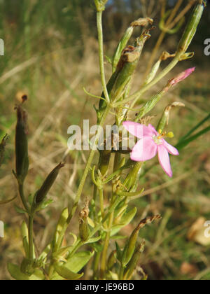 Il Centaurium erythraea, comunemente noto come Centaurio comune, è un'erba biennale originaria dell'Europa, dell'Asia e del Nord Africa. La pianta cresce tipicamente su terreni secchi e sabbiosi e su pianure di gesso, raggiungendo altezze fino a 50 cm. La pianta presenta fiori tubulari rosa brillante che si aprono a cinque lobi, che fioriscono da maggio ad agosto. Si trova spesso nelle regioni costiere e nei luoghi erbosi asciutti. Foto Stock