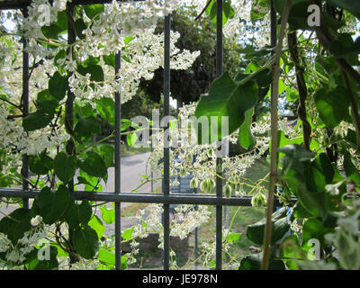 Questa immagine mostra la pianta Schlingknoeterich (Fallopia japonica), comunemente nota come knotweed giapponese, che cresce a Hockenheim. Conosciuta per la sua natura invasiva, è riconosciuta per le sue grandi foglie e gli steli spessi. Foto Stock