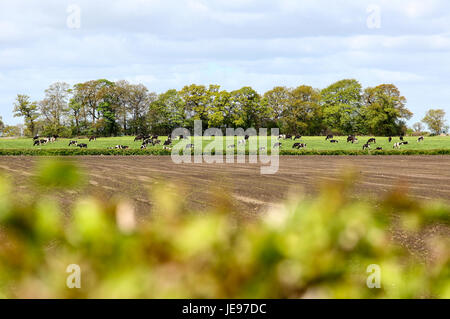 Mucche friesiane che pascolano in un campo a Swettenham Cheshire Inghilterra Regno Unito Foto Stock