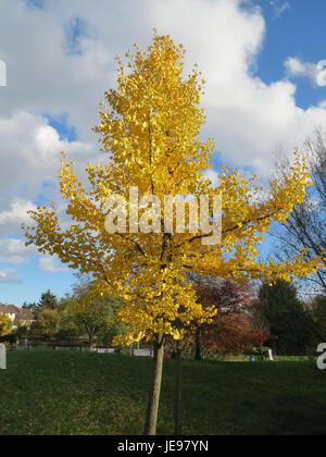Questa fotografia scattata il 9 novembre 2013 mostra un albero di Ginkgo a Hockenheim, Germania. L'immagine cattura i vibranti colori autunnali delle caratteristiche foglie a ventaglio dell'albero, comunemente associate al cambiamento delle stagioni. Foto Stock