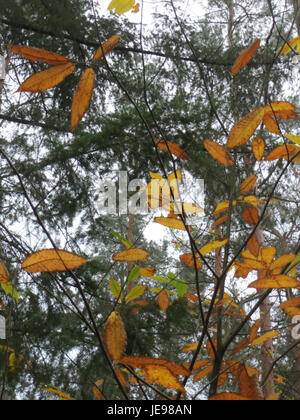 "Schwetzinger Hardt" è un'area forestale situata vicino a Schwetzingen, Germania. Questa immagine scattata il 13 novembre 2013 mostra la bellezza naturale della foresta e il suo ruolo negli ecosistemi regionali. Foto Stock