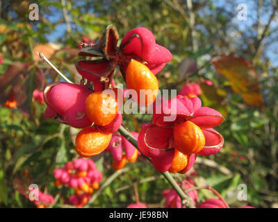 Questa immagine raffigura Euonymus europaeus, comunemente noto come l'albero del fuso europeo, che mostra i suoi frutti rosa e il vivace fogliame rosso durante l'autunno in Europa. Foto Stock