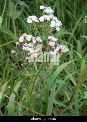 Sumpf-Schafgarbe, o Common Yarrow (Achillea millefolium), è una pianta in fiore originaria dell'Europa e dell'Asia. La pianta, fotografata a Reilingen, è utilizzata nella medicina tradizionale e nota per le sue proprietà medicinali. Foto Stock