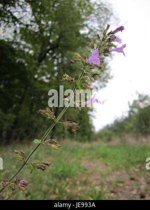 Una fotografia scattata il 6 ottobre 2012 a Schwetzinger Hardt, Germania. L'immagine mostra la bellezza naturale del paesaggio forestale, tra cui alberi, sottobosco e sentieri. Foto Stock
