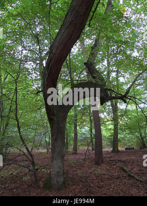 Schwetzinger Hardt è una regione della Germania conosciuta per i suoi paesaggi panoramici e il suo significato storico. Questa immagine, scattata il 6 ottobre 2012, mostra le bellezze naturali della zona. Foto Stock