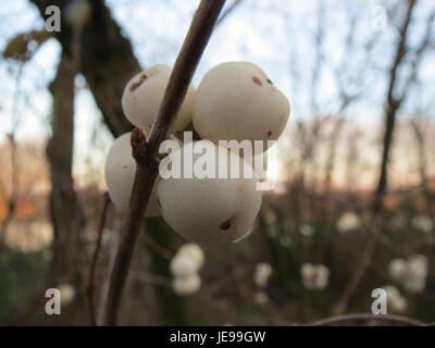 Questa fotografia, scattata il 10 dicembre 2013, cattura uno stabilimento di Schneebeere a Reilingen, Germania. Schneebeere, noto anche come Snowberry (Symphoricarpos albus), è noto per le sue bacche bianche e si trova comunemente nelle regioni temperate. Foto Stock