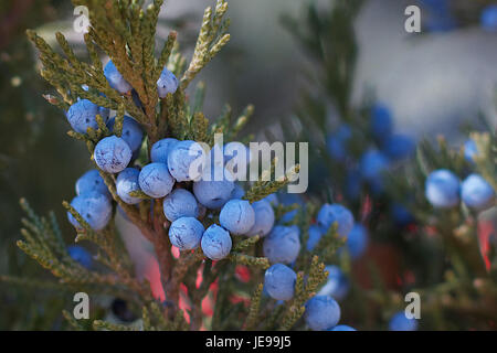 Questa immagine mostra una vista ravvicinata di una bacca, catturandone texture e caratteristiche dettagliate. La fotografia evidenzia la superficie liscia e la forma piccola e rotonda, sottolineando le qualità naturali della bacca. Foto Stock