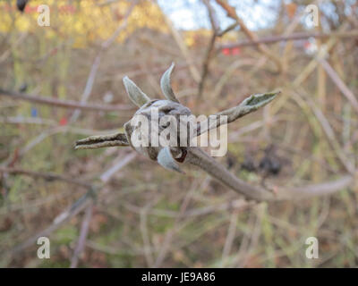 Una fotografia di Schneeball (Viburnum opulus), comunemente noto come l'albero europeo della palla di neve, che mostra i suoi fiori bianchi e le sue foglie verdi vibranti, scattata l'8 gennaio 2014. Foto Stock