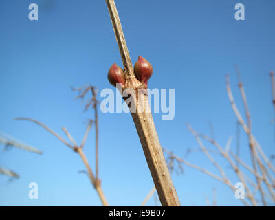 Viburnum opulus, noto come cespuglio europeo di mirtilli rossi, è un arbusto deciduo che si trova nei climi temperati. È conosciuta per i suoi ammassi di fiori bianchi e bacche rosse, comunemente visti nei giardini e nei paesaggi. Foto Stock