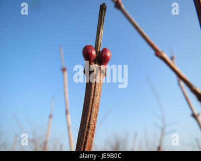 Una fotografia scattata il 31 gennaio 2014 di "Viburnum opulus", comunemente noto come cespuglio europeo di mirtilli rossi, che mostra le sue bacche rosse e le sue foglie distintive in un ambiente naturale. Foto Stock
