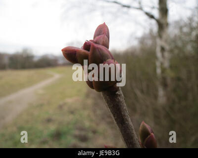 Il Gemeiner Flieder, noto anche come lilla comune, è un arbusto fiorito ammirato per i suoi profumati fiori viola. È ampiamente coltivato nei giardini per il suo valore ornamentale. Foto Stock