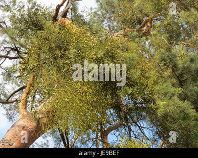 Questa immagine mostra l'album Viscum, comunemente noto come mistletoe, una pianta parassitaria spesso trovata sugli alberi. È presente in varie tradizioni culturali e ha proprietà medicinali. Foto Stock