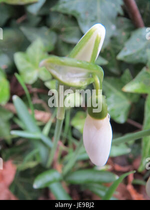 Galanthus nivalis, comunemente noto come goccia di neve, è uno dei primi fiori a fiorire in primavera. È riconosciuto per i suoi delicati fiori bianchi che spesso appaiono attraverso la neve, segnalando la fine dell'inverno. Foto Stock