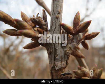 Forsythie, o Forsythia, è un genere di piante da fiore della famiglia degli ulivi, comunemente presenti nei giardini e nei paesaggi. Questa immagine mostra una Forsythia a Hockenheim, in Germania, nota per le sue fioriture primaverili. Foto Stock