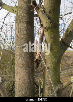 Una fotografia del 2014 di Acer platanoides, comunemente noto come acero di Norvegia, che mostra le sue caratteristiche foglie e la struttura alberata. Foto Stock