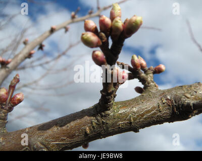 Una fotografia scattata il 12 febbraio 2014, che mostra Prunus cerasifera, comunemente noto come prugna ciliegia, osservata a Reilingen. Questa pianta è nota per la sua fioritura primaverile ed è un albero ornamentale comune. Foto Stock