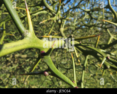 Questa fotografia raffigura un albero BitterOrange (arancio amaro) a Hockenheim, Germania, scattato il 17 febbraio 2014. L'albero è noto per i suoi frutti profumati e per i suoi usi in varie applicazioni culinarie e medicinali. Foto Stock
