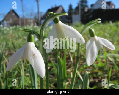 Galanthus nivalis, comunemente noto come la goccia di neve, è uno dei primi fiori a fiorire all'inizio della primavera. I suoi petali bianchi e i fiori con la punta verde simboleggiano l'arrivo della nuova stagione. Foto Stock