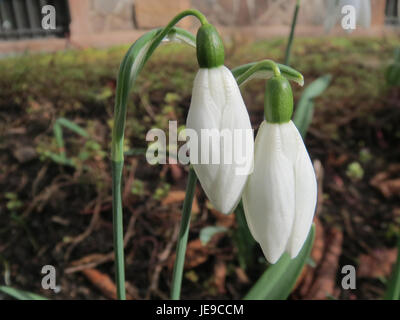 Una fotografia di Galanthus nivalis, comunemente nota come la goccia di neve. Questo fiore primaverile è noto per i suoi petali bianchi ed è spesso uno dei primi segni del cambiamento di stagione nei climi temperati. Foto Stock
