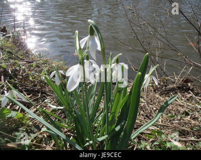 Il Galanthus nivalis, comunemente noto come la goccia di neve, è uno dei primi fiori a fiorire in primavera. Si caratterizza per i suoi delicati fiori bianchi che appaiono anche all'inizio dell'inverno, simboleggiando il rinnovamento e l'arrivo della primavera. Foto Stock