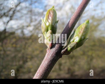 Questa fotografia raffigura Euonymus europaeus, comunemente noto come albero del fuso, che cattura i suoi caratteristici frutti rossi e il fogliame verde in un ambiente naturale. Foto Stock
