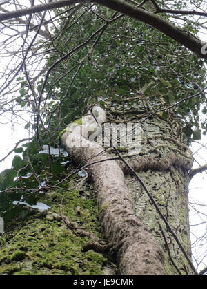 L'Hedera Helix, comunemente nota come edera inglese, è una pianta boscosa sempreverde, originaria dell'Europa e dell'Asia occidentale. Presenta foglie di verde scuro lobate e produce piccoli fiori giallo verdastro in tarda estate, seguiti da bacche nere. L'elica Hedera è ampiamente utilizzata per scopi ornamentali, come la copertura di pareti, recinzioni e come copertura del terreno. Foto Stock