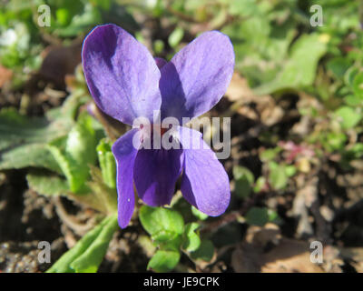 Viola odorata, comunemente nota come viola dolce, è una pianta fiorita profumata originaria dell'Europa e dell'Asia. È apprezzato per i suoi fiori viola o bianchi ed è comunemente usato in profumeria e erboristeria. Foto Stock