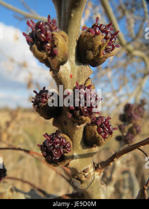 Il Fraxinus excelsior, comunemente noto come frassino europeo, è una specie di alberi decidui diffusa in tutta Europa. È caratterizzata dalla sua alta statura, dalle foglie composte e dal suo ruolo negli ecosistemi forestali. Foto Stock