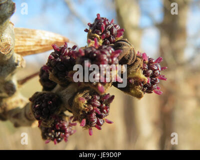 Il Fraxinus excelsior, comunemente noto come cenere europea, è raffigurato nel suo ambiente naturale. Questa specie di alberi è nota per la sua altezza e le sue foglie distintive. Foto Stock