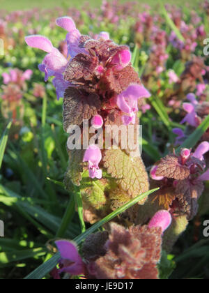 Una fotografia del Lamium purpureum, noto anche come ortica morta rossa, che mostra i suoi fiori viola e le sue foglie distintive, comunemente presenti nelle regioni temperate di tutta Europa e Asia. Foto Stock