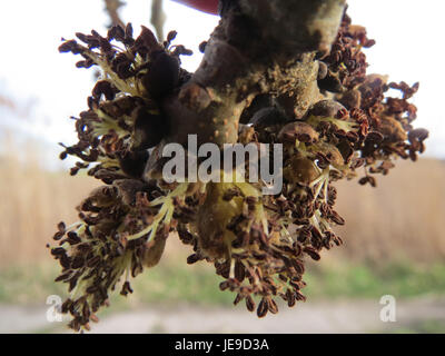 L'immagine presenta *Fraxinus excelsior*, comunemente noto come cenere europea. Questa specie arborea è originaria dell'Europa ed è caratterizzata dalle sue foglie pinnate e dalla caratteristica corteccia grigia. Svolge un ruolo importante nei boschi e negli ecosistemi europei. Foto Stock