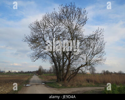 Il Fraxinus excelsior, comunemente noto come ceneri europee, è una specie arborea originaria dell'Europa. Si trova ampiamente nelle foreste e svolge un ruolo significativo negli ecosistemi europei. Foto Stock