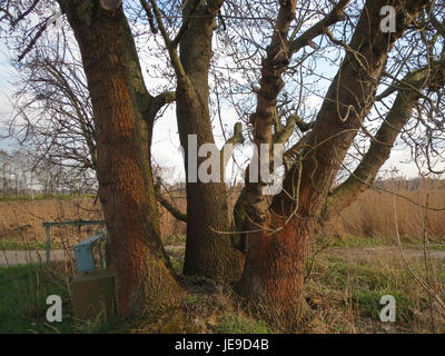 Una fotografia scattata il 4 marzo 2014 di Fraxinus excelsior, comunemente noto come frassino europeo. L'immagine evidenzia le foglie dell'albero e la struttura della corteccia. Foto Stock