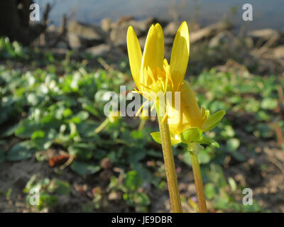 La Ficaria verna, nota anche come celandina minore, è una pianta fiorita originaria dell'Europa. La fotografia dell'11 marzo 2014 mostra i fiori gialli e le foglie lucide della pianta, evidenziando la sua fioritura primaverile. Foto Stock
