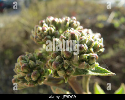 Una fotografia scattata il 12 marzo 2014, che mostra Viburnum lantana, comunemente noto come albero di wayfaring. L'immagine mette in evidenza i fiori bianchi e le foglie verdi scure della pianta, che contrastano con le sue bacche rosse durante la stagione vegetativa. Foto Stock