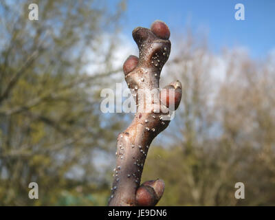 Un riferimento botanico alla Castanea sativa, comunemente nota come castagna dolce, osservato il 16 marzo 2014. Foto Stock
