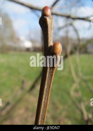 Una fotografia della Castanea sativa, o castagno dolce, scattata il 16 marzo 2014, che mostra la sua caratteristica corteccia e foglie. Foto Stock