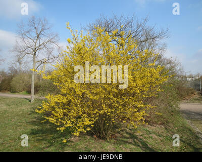 Forsythie, noto anche come Forsythia, è un genere di piante in fiore noto per i suoi fiori gialli brillanti. Questa foto, scattata a Hockenheim, in Germania, mostra i vibranti fiori gialli che appaiono all'inizio della primavera, annunciando l'arrivo della stagione. Foto Stock