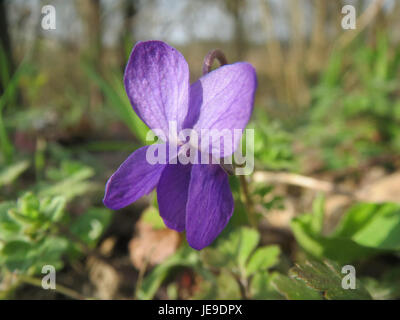 Viola odorata, comunemente nota come viola dolce, è una pianta perenne in fiore conosciuta per i suoi fiori profumati e il suo uso nei profumi e nella medicina tradizionale. Foto Stock