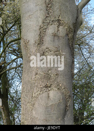 Uno studio botanico del Fraxinus excelsior, comunemente noto come cenere europea, evidenziando le sue caratteristiche arboree e il suo habitat naturale. Foto Stock