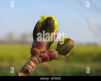 Il 17 marzo 2014 è stato osservato "Acer platanoides" (acero di Norvegia). Questo albero deciduo è noto per le sue foglie distintive e i fiori giallo-verde, spesso presenti nelle aree urbane. Foto Stock