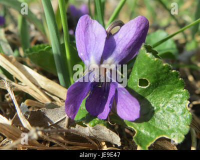 Viola odorata, comunemente nota come viola dolce, è una pianta fiorita con fiori profumati viola o bianchi. Si trova spesso in boschi e giardini, apprezzati per la sua bellezza e fragranza. Foto Stock