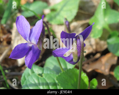 Questa fotografia scattata il 19 marzo 2014 mostra Viola odorata, comunemente nota come viola dolce. L'immagine mette in risalto i delicati fiori viola, mostrando la bellezza e le sottigliezze di questa perenne primaverile. Foto Stock