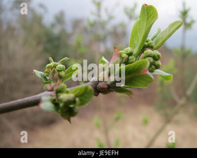 Euonymus europaeus, comunemente noto come albero del fuso, è un arbusto deciduo originario dell'Europa e dell'Asia. È noto per i suoi vivaci frutti rosa-rossi e il valore ornamentale nei giardini. Foto Stock