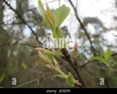 La Castanea sativa, comunemente nota come castagno dolce, è un albero deciduo originario dell'Europa e dell'Asia. È nota per le sue noci commestibili, che sono comunemente tostate o utilizzate in cucina. Foto Stock